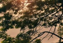 এক সায়াহ্নে প্রেমছন্দ শেষ পর্ব