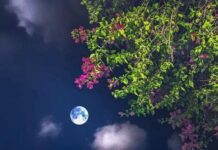 প্রিয়তার প্রহর শেষ পর্ব